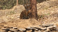 Tigress Srivalli gives birth to five cubs in Sanjay Gandhi National Park