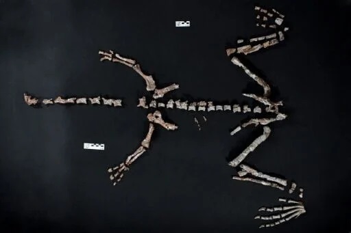 One of world’s oldest dinosaurs found