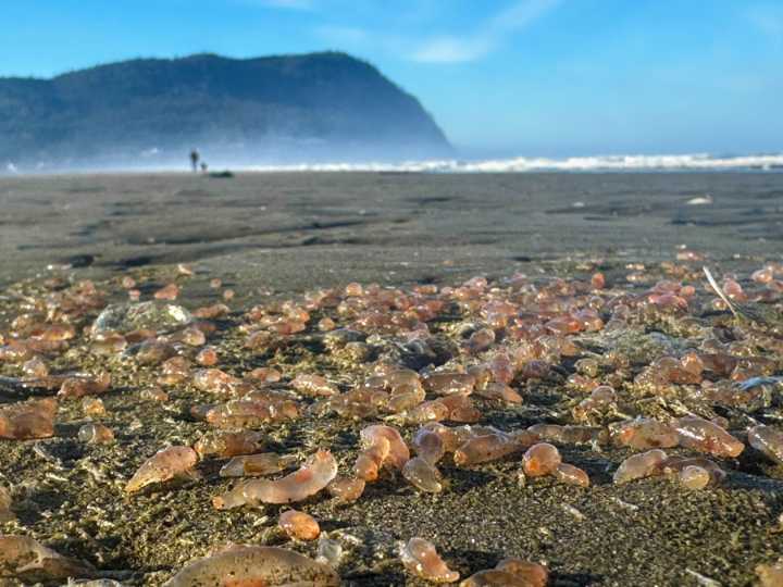 Sea cucumbers wash ashore by the thousands in a coastal Oregon town