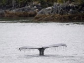 Humpback hit by whale-watching boat near Vancouver, passengers injured