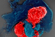 How does your immune system stay balanced? A Nobel Prize