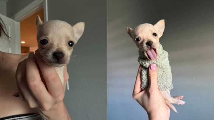 Florida Chihuahua Born Without Front Legs Becomes A Viral Sensation With Her Custom Wheels