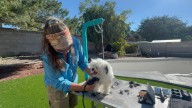 Taos County mobile business brings pet grooming services to clients off the grid