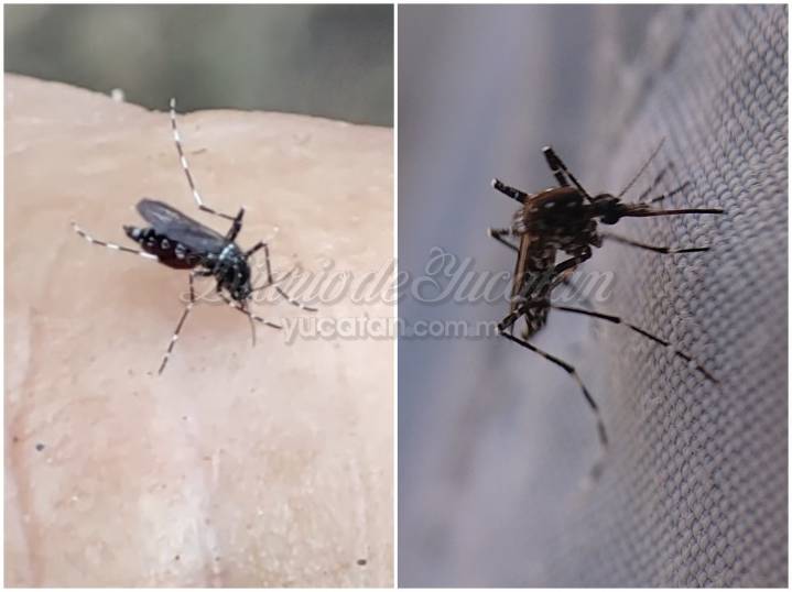 Amenaza en Yucatán: llega otro mosco transmisor de dengue, zika y chikungunya