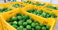 Caída del precio del limón en el Valle de Apatzingán, por sobreproducción: Bedolla