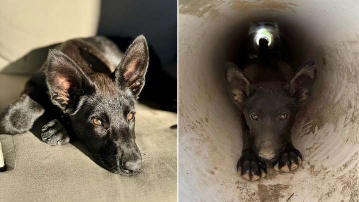 California Man Rescues A Stray Dog, Then Finds Her Lookalike Trapped In A Drainpipe