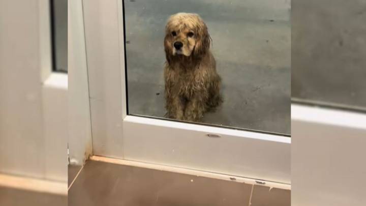 Oklahoma Woman Noticed A Dog Waiting At Front Door Of The Gym And Begging For Help, So She Did Something Amazing
