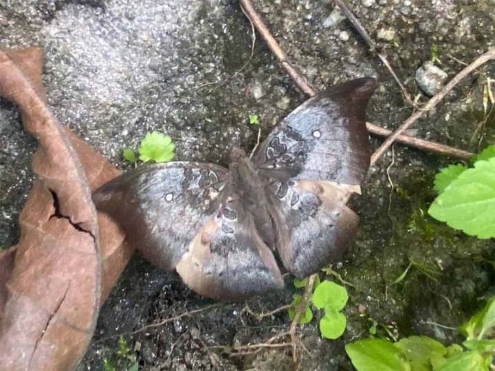 'Spotless Baron', a rare butterfly, spotted in Dzongu after five years