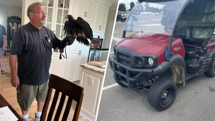 Trained hawk stolen from SoFi Stadium found, 1 still missing