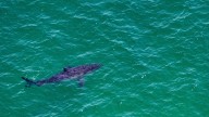 One of the largest great white sharks ever tagged pings in unusual spot