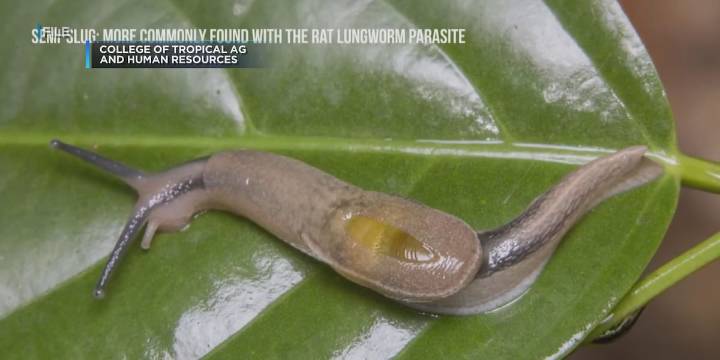 New case of rat lungworm disease confirmed on Kauai