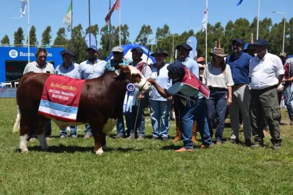 NACIONAL BRAFORD! Reservado Gran Campeón para una cabaña correntina