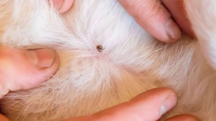 Atención y cuidado: con las altas temperaturas aumentan las garrapatas