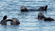 Taylor Swift fans raise more than $2 million for sea otter, ocean conservation