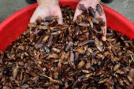 Cockroaches turn into a Global Money-maker! Here’s How Much 1 Kg Can Fetch