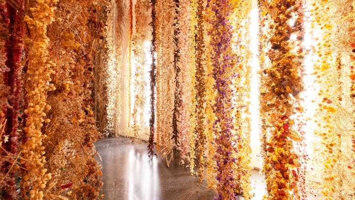 Selby orchid show blooms in downtown Sarasota. See the photos
