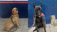 Buenos chicos. Agentes caninos descubren cargamento de droga en paqueterías de Torreón