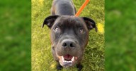 All adoption fees waived during National Adoption Week event with Spokane Humane Society and PetSmart Charities