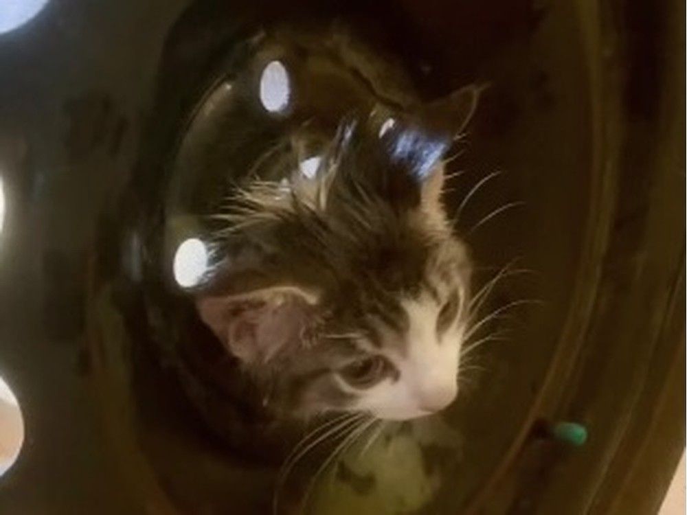 Curious kitty trapped in car wheel rim