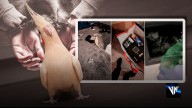 Un loro llamado Mango juega un papel clave en el desmantelamiento de una red de narcotraficantes en Blackpool