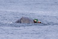 Cría de ballena jorobada logra liberarse tras quedar atrapada en una red en California
