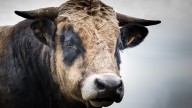 Abaten el toro que se perdió hace cinco días tras un festejo taurino en Romancos