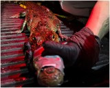 Atrapan a otro cocodrilo en playa de Yucatán: estaba en campo tortuguero