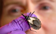 Argentina aprobó el primer test molecular para detectar Chagas en recién nacidos