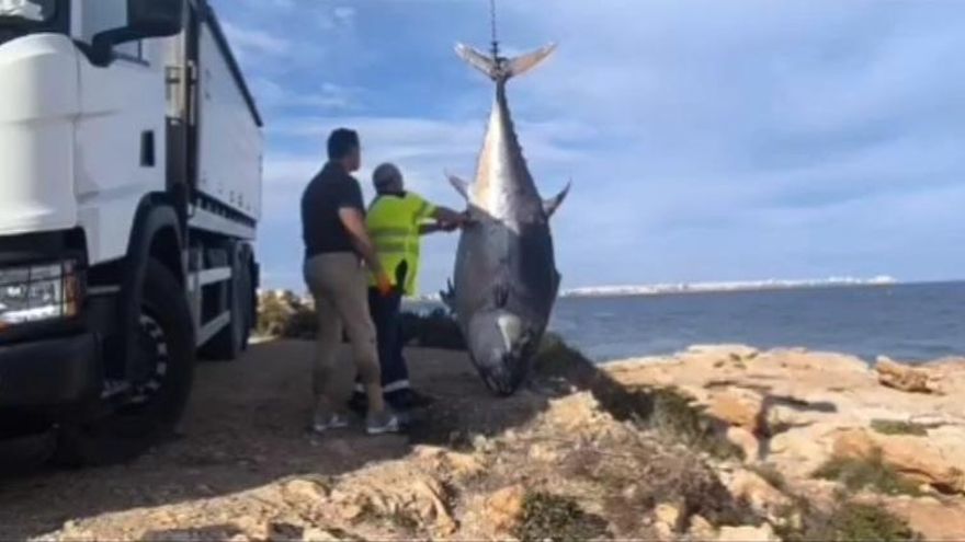 Sacan el cadáver de un atún rojo de 376 kilos en Torrevieja