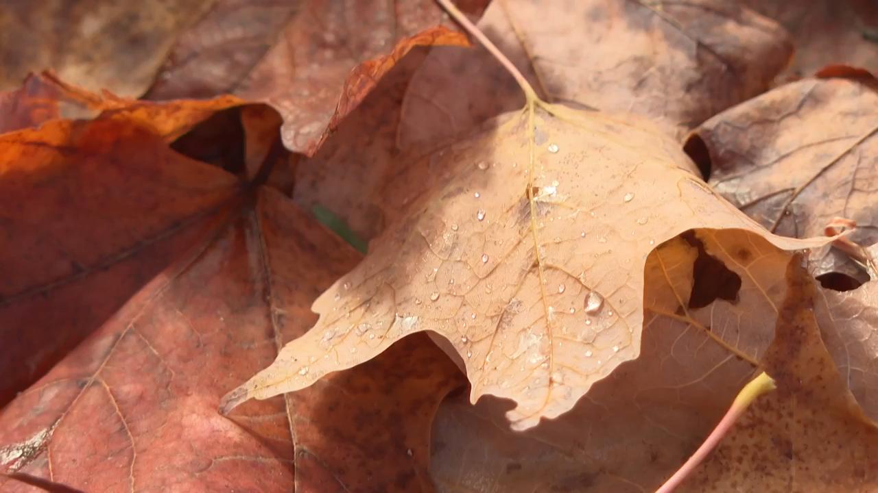 Leaf-peeping season hampered by drought: Fall foliage dropping sooner, showing less color