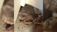 California Homeowner Finds A “Stray Dog” Beneath Porch, Uncovers A Wild Surprise Instead