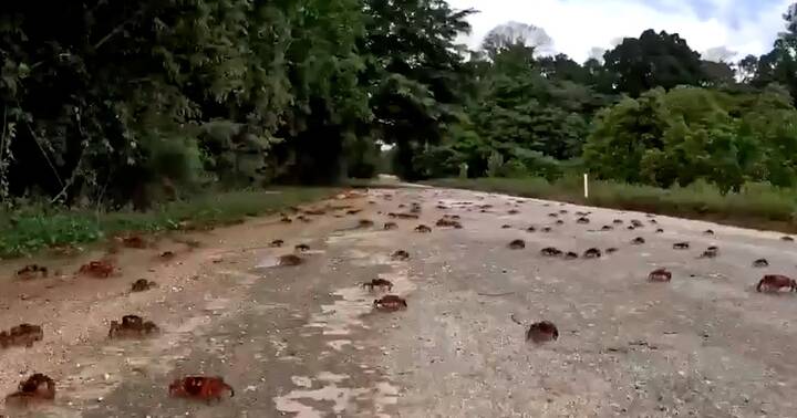 Red crabs migrate on Christmas Island in mass spectacle