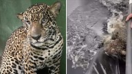 Rescatan a Jaguar Herido a Balazos en el Río Negro, en Brasil