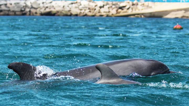 Piden respeto para dos delfines solitarios que viven en la ría de Arousa