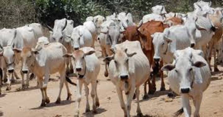 3 Bangladeshi Cattle Lifters Lynched in Khowai, Exposed the persistent challenges of cross