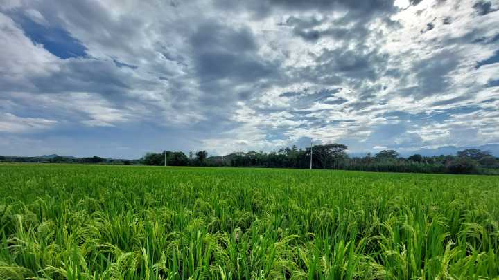Desde el Valle, científicos desarrollaron nueva variedad de arroz, resistente a herbicidas para Colombia y países de Latinoamérica: ¿cómo lo lograron?