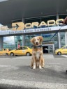 Viajeros del Aeropuerto El Dorado cuentan con 10 baños para sus mascotas