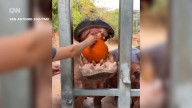 Zoo animals get pumpkins for Halloween