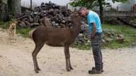 "Bambi" vive en Asturias: el bar escondido en las montañas en el que puedes comer una buena fabada junto a una adorable cierva