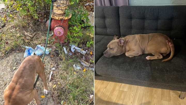 Michigan Dog Found Sitting By A Fire Hydrant And Then Rescuers Learn The Heartbreaking Truth
