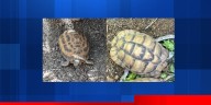 Tortoises stolen from Indiana zoo, state police say