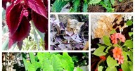 Sandy Parrill: Time to save and recycle annual plants