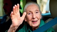 Renowned wildlife conservationist Dr Jane Goodall dies at 91
