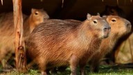 Dictan medidas cautelares para preservar a los carpinchos en Nordelta