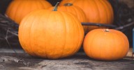 Denver Botanic Gardens Chatfield Farms hosts Pumpkin Festival Friday through Sunday