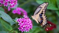 This Stunning Purple Perennial Will Light Up Your Fall Garden