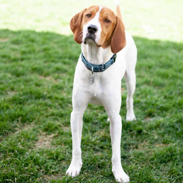 Free rabies clinic set for Bayville this November and January