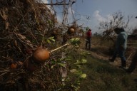 Lluvias dan golpe demoledor a la naranja en Veracruz; dañadas 80 % de hectáreas de ese cultivo