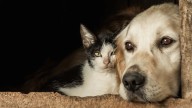 Inició la Semana Animal en Chapinero: ¿En qué consiste y hasta cuándo irá?