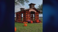 T-Ranch Pumpkin Patch: Fall fun, music in the RGV